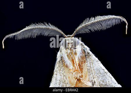 Schönheit (Peribatodes Rhomboidaria), Weide Makroaufnahme eines Kopfes, Männlich Stockfoto