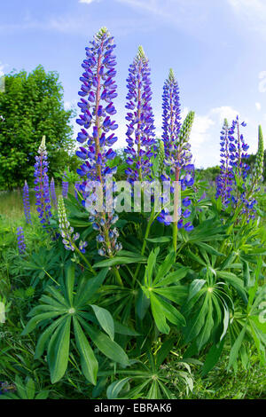 unten Lupine, n-leaved lupine, Garten-Lupine (Lupinus Polyphyllus), blühen, Deutschland Stockfoto