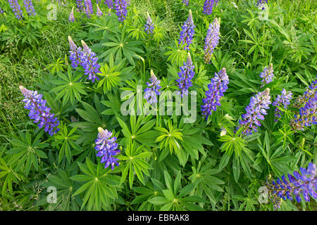 unten Lupine, n-leaved lupine, Garten-Lupine (Lupinus Polyphyllus), blühen, Deutschland Stockfoto