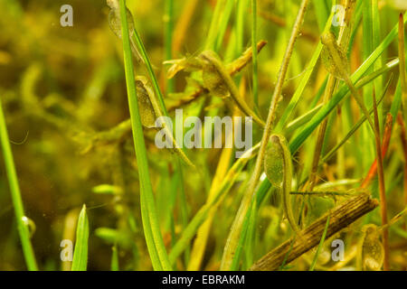 Hecht, Hecht (Esox Lucius), geschlüpften Larven an Grashalme, Deutschland Stockfoto