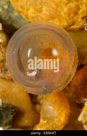 Äsche (Thymallus Thymallus), Ei sofort vor dem schlüpfen, Deutschland Stockfoto