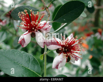 Ananas Guave (Acca Sellowiana), Blume Stockfoto