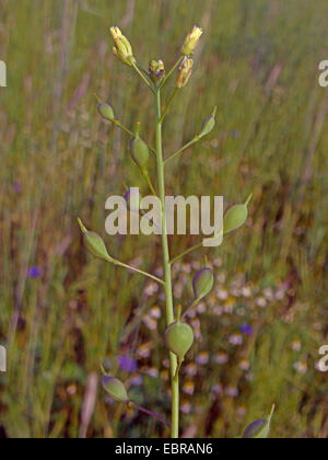 Littlepod falsche Flachs, kleinen Samen falscher Flachs (Camelina Microcarpa), Blütenstand mit jungen Früchten, Deutschland Stockfoto