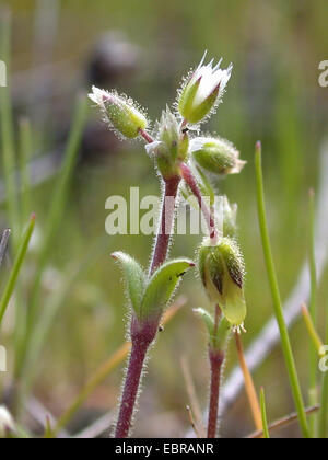 Kleine Maus-Ohr, fünf Staubblätter Maus – Ohr Vogelmiere (Cerastium Semidecandrum), Blütenstand, Deutschland Stockfoto