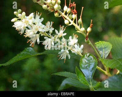 Paprika-Busch, Anne Bidwell, Summersweet (Clethra Alnifolia), Blütenstand Stockfoto