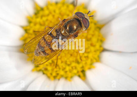 Kohl-Blattlaus Schwebfliege (Scaeva Pyrastri), sitzt auf einer Blume, Deutschland Stockfoto