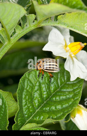 Kartoffelkäfer, Colorado-Käfer, Kartoffelkäfer (Leptinotarsa Decemlineata), Fütterung aus eine Kartoffelpflanze, Deutschland Stockfoto