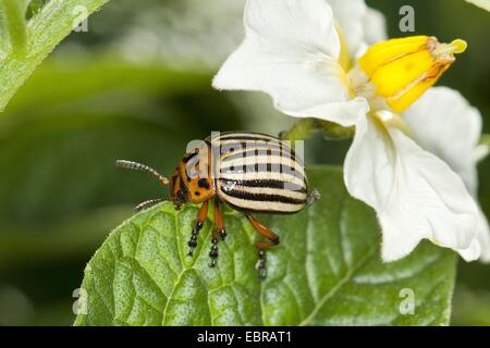 Kartoffelkäfer, Colorado-Käfer, Kartoffelkäfer (Leptinotarsa Decemlineata), Fütterung aus eine Kartoffelpflanze, Deutschland Stockfoto