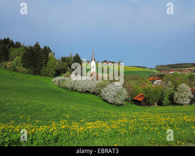 Dorf mit kleinen Kirche an das Alpenvorland Wiesen von blühenden Obst Bäume, Deutschland, Bayern Stockfoto