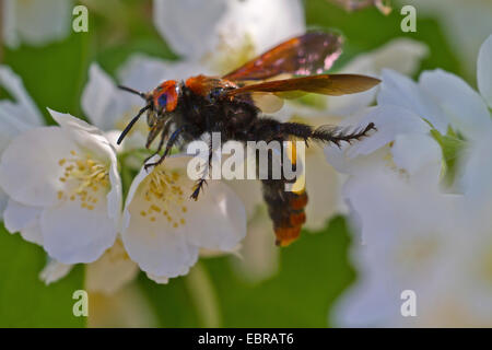 Scolid-Wespe auf eine weiße Blume, Kroatien, Istrien Stockfoto