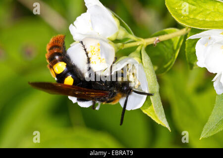 Scolid-Wespe auf eine weiße Blume, Kroatien, Istrien Stockfoto