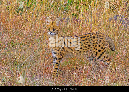 Serval (Leptailurus Serval, Felis Serval), trockenes Gras der Savanne, Kenia, Masai Mara Nationalpark Stockfoto