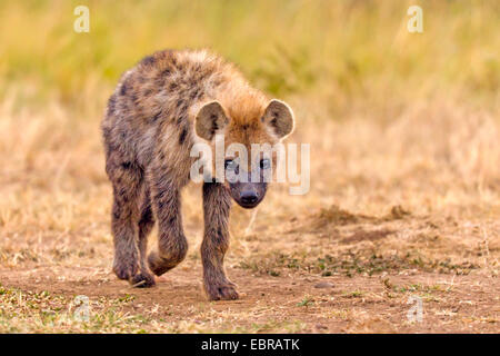 Gefleckte Hyänen (Crocuta Crocuta), auf den Feed, Kenia, Masai Mara Nationalpark Stockfoto