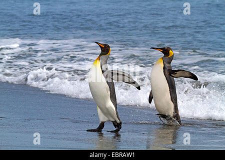 King Penguin (Aptenodytes Patagonicus), zwei king Pinguine gehen an Land, Antarktis, Suedgeorgien, St. Andrews Bay Stockfoto