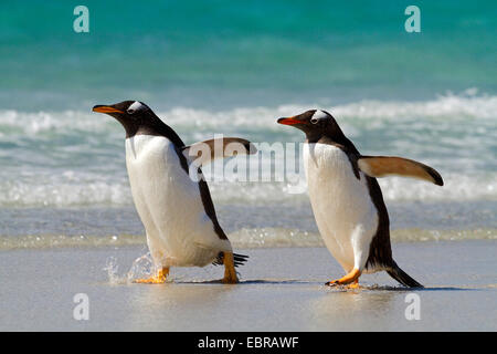 Gentoo Penguin (Pygoscelis Papua), zwei Pinguine gehen am Ufer, Antarktis, Falkland-Inseln Stockfoto