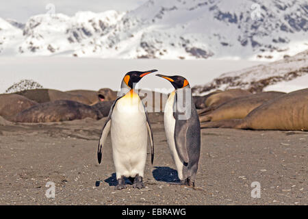 King Penguin (Aptenodytes Patagonicus), zwei king Pinguine am Strand mit See-Elefanten, Antarktis, Suedgeorgien, St. Andrews Bay Stockfoto
