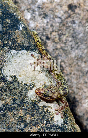 Europäische Blatt-toed Gecko (Phyllodactylus Europaeus), in einer Felsspalte, Frankreich, Corsica Stockfoto