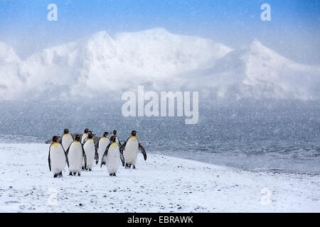 King Penguin (Aptenodytes Patagonicus), Gruppe in starkem Schneefall, Antarktis, Suedgeorgien, St. Andrews Bay Stockfoto