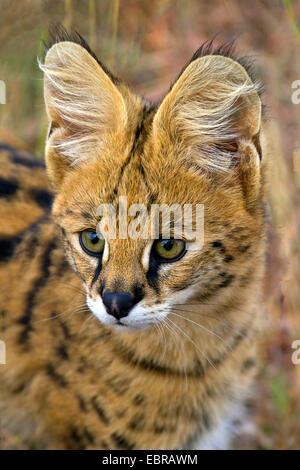 Serval (Leptailurus Serval, Felis Serval), Porträt, Kenia, Masai Mara Nationalpark Stockfoto