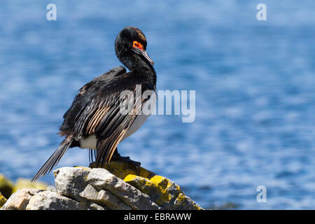 Magellan Kormoran (Phalacrocorax Magellanicus), auf einem Felsen am Ufer, Antarktis, Falkland-Inseln, Karkasse Insel Stockfoto