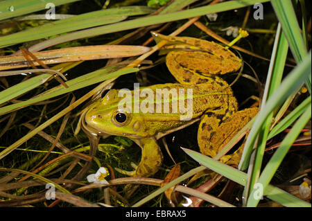 Pool-Frosch, kleine Waterfrog (Rana Lessonae, außer Lessonae, Rana Bergeri, außer Bergeri, außer Lessonae Bergeri), schwimmt in einem Teich, Frankreich, Corsica Stockfoto