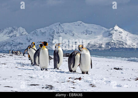 King Penguin (Aptenodytes Patagonicus), in schneereichen Lebensraum, Antarktis, Suedgeorgien, St. Andrews Bay-Gruppe Stockfoto