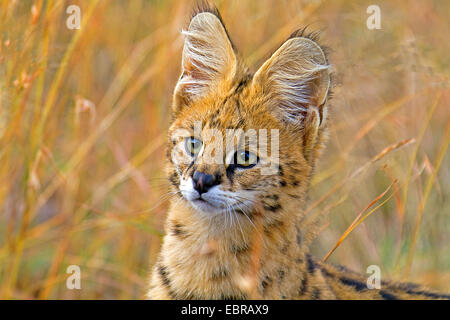 Serval (Leptailurus Serval, Felis Serval), Porträt, Kenia, Masai Mara Nationalpark Stockfoto