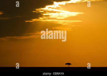 Baum in Savanne bei Sonnenaufgang, Kenia, Masai Mara Nationalpark Stockfoto