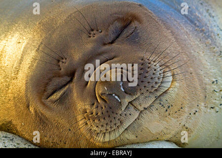 Weddell seal (Leptonychotes Weddelli), Porträt von einem schlafen zu versiegeln, Antarktis, Suedgeorgien, Paradise Bay Stockfoto