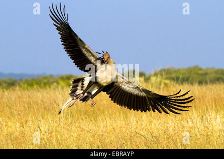 Sekretärin-Vogel, Schütze Serpentarius (Sagittarius Serpentarius), Landung, Kenia, Masai Mara Nationalpark Stockfoto