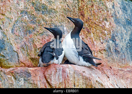 Bruennich von Guillemot (Uria Lomvia), Bruennichs Guillemot auf einem Felsvorsprung auf einen Vogel Rock, Norwegen, Svalbard Stockfoto