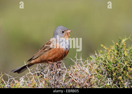 Cretzschmar der Ammer (Emberiza Caesia), männliche sitzt auf einem Dornenbusch, Griechenland, Lesbos Stockfoto