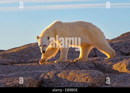 Eisbär (Ursus Maritimus), geht über die Felsen, Norwegen, Svalbard Stockfoto