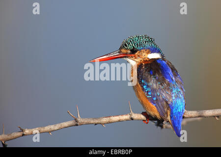 Malachit-Eisvogel (Alcedo Cristata), auf einem dornigen Ast, Südafrika, Pilanesberg Nationalpark Stockfoto