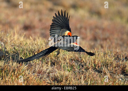 Long-tailed Whydah (Coliuspasser Progne, Euplectes Progne), fliegen, Südafrika, Barberspan Bird Sanctuary Stockfoto