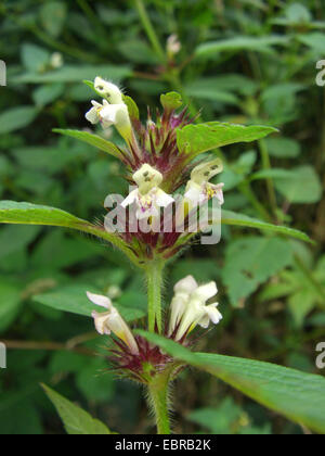 Hanf Brennnessel, spröde-Stamm Hempnettle (Galeopsis Tetrahit), Blütenstand, Deutschland Stockfoto