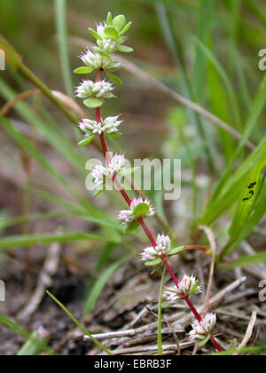 Korallen-Kette (Illecebrum Verticillatum), blühen, Deutschland Stockfoto