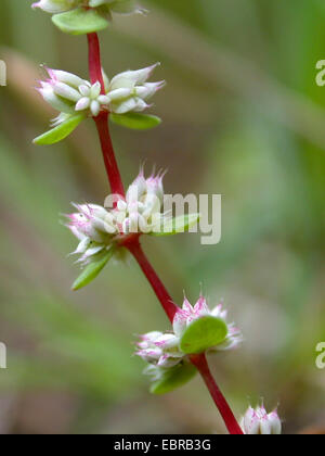 Korallen-Kette (Illecebrum Verticillatum), blühen, Deutschland Stockfoto