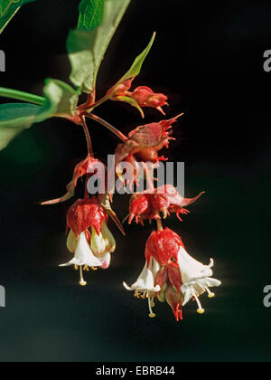 Himalayan Honeysuckle, Blume Blüte Muskatnuss, Himalaya Muskatnuss, Fasan Berry (Leycesteria Formosa) Stockfoto