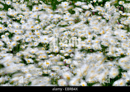 Oxeye Daisy (Chrysanthemum Leucanthemum, Leucanthemum Vulgare), Gänseblümchen in einem Sturm, Deutschland, Nordrhein-Westfalen Stockfoto