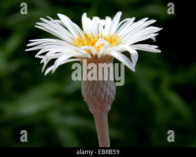 Marlborough Rock Daisy (Pachystegia Insignis, Olearia Insignis), blühen Stockfoto