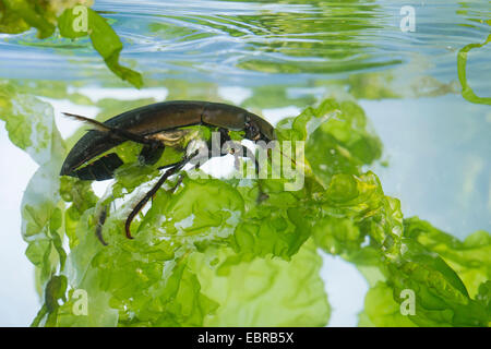 Mehr Silber Käfer, großen schwarzen Wasserkäfer, große silberne Wasserkäfer, Wasserkäfer (Hydrophilus Piceus, wasserhaltigen Piceus) Tauchen, Schwimmen unter Wasser, Deutschland Stockfoto