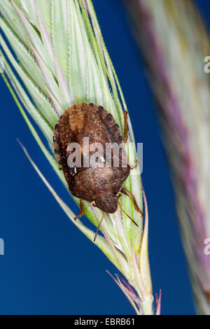 Schild-Rückseite Bug (Eurygaster Maura), Roggen Korn, Deutschland Stockfoto