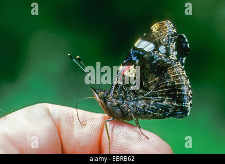 Red Admiral (Vanessa Atalanta, Pyrameis Atalanta), sitzt auf einem Finger, Deutschland Stockfoto