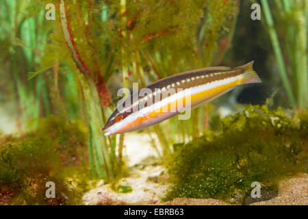 Mediterrane Regenbogen Lippfisch, Regenbogen-Lippfisch, mediterrane Regenbogenfisch (Coris Julis, Labrus Julis), Weiblich Stockfoto