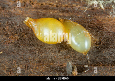 gemeinsamen Regenwurm, Regenwurm; BVG-Wurm, Tau Wurm, Squirreltail Wurm, Twachel (Lumbricus Terrestris), zwei Kokons von einem Regen Wurm, Deutschland Stockfoto