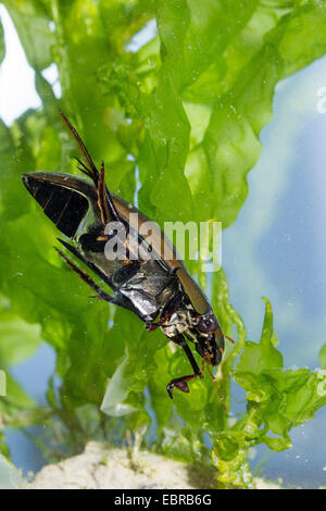Mehr Silber Käfer, großen schwarzen Wasserkäfer, große silberne Wasserkäfer, Wasserkäfer (Hydrophilus Piceus, wasserhaltigen Piceus) Tauchen, Schwimmen unter Wasser, Deutschland Stockfoto