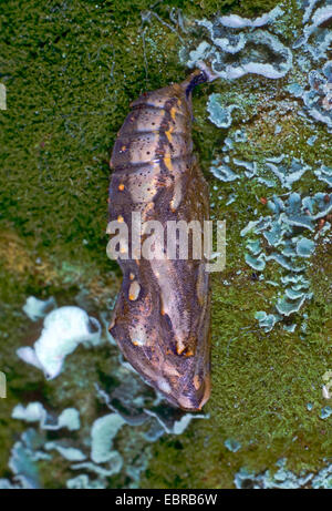 Distelfalter (Vanessa Cardui, Cynthia Cardui, Pyrameis Cardui), Puppe Og ein Distelfalter, Deutschland Stockfoto