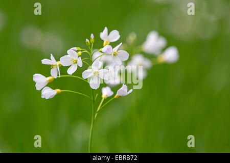 Moor, Pink, Kuckuck Blume, Lady's Smock, Milchmädchen (Cardamine Pratensis), Blütenstand, Deutschland, Bayern Stockfoto