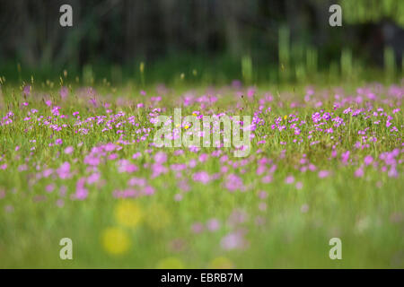 aus der Vogelperspektive Primel (Primula Farinosa), blühen in eine Wiese, Deutschland, Bayern Stockfoto